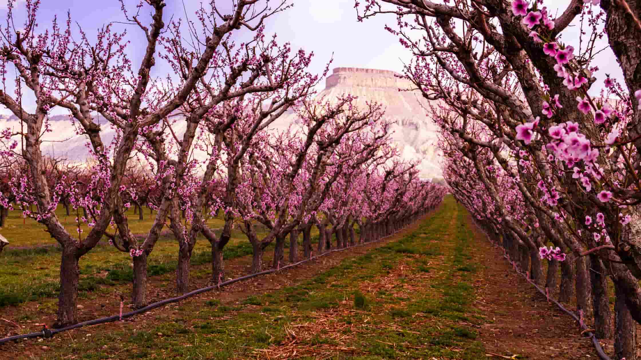 Palisade Peach Trees