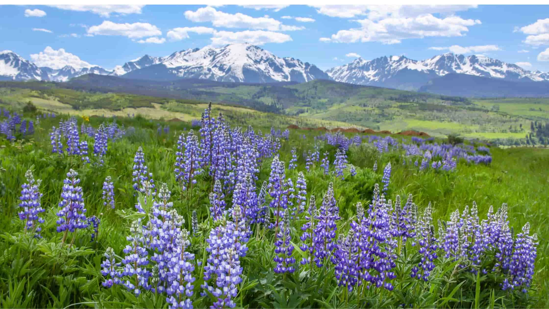 Colorado Wildflowers