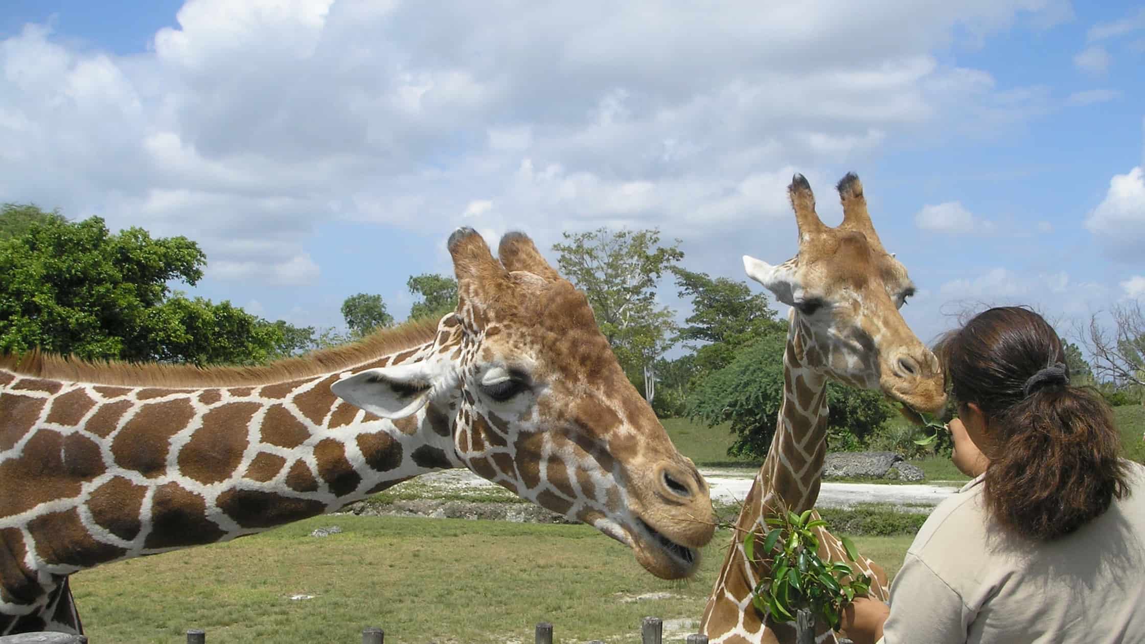 Denver Zoo